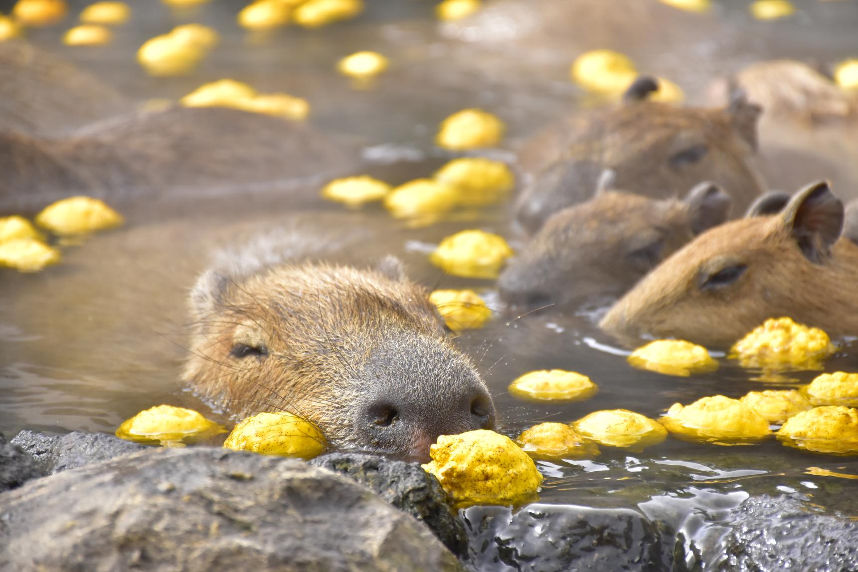 大室山のふもとでサボテンとカピバラに会う